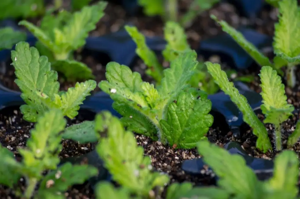 vervain stem cuttings rooting tray