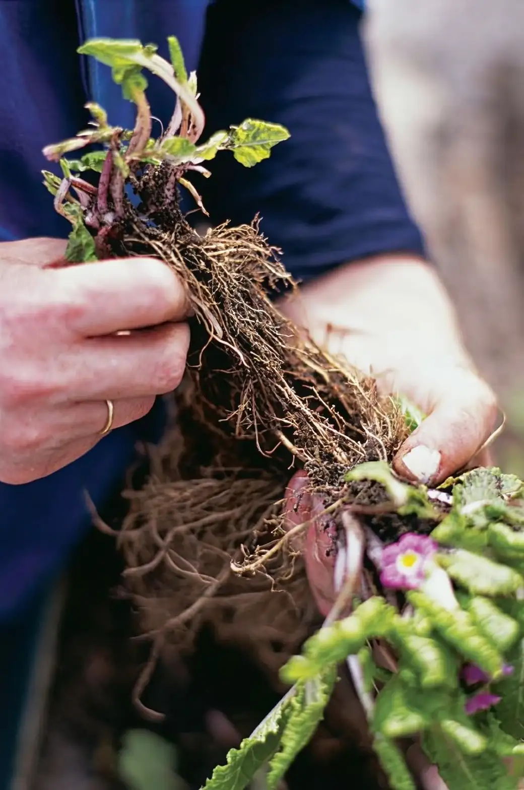 dividing vervain clump with fork