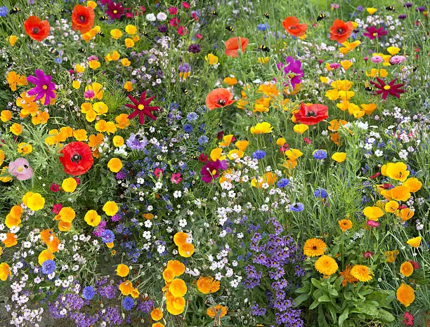 Build a Bee-First Border: Pairing Vervain with Plants That Supercharge Pollinators and Color