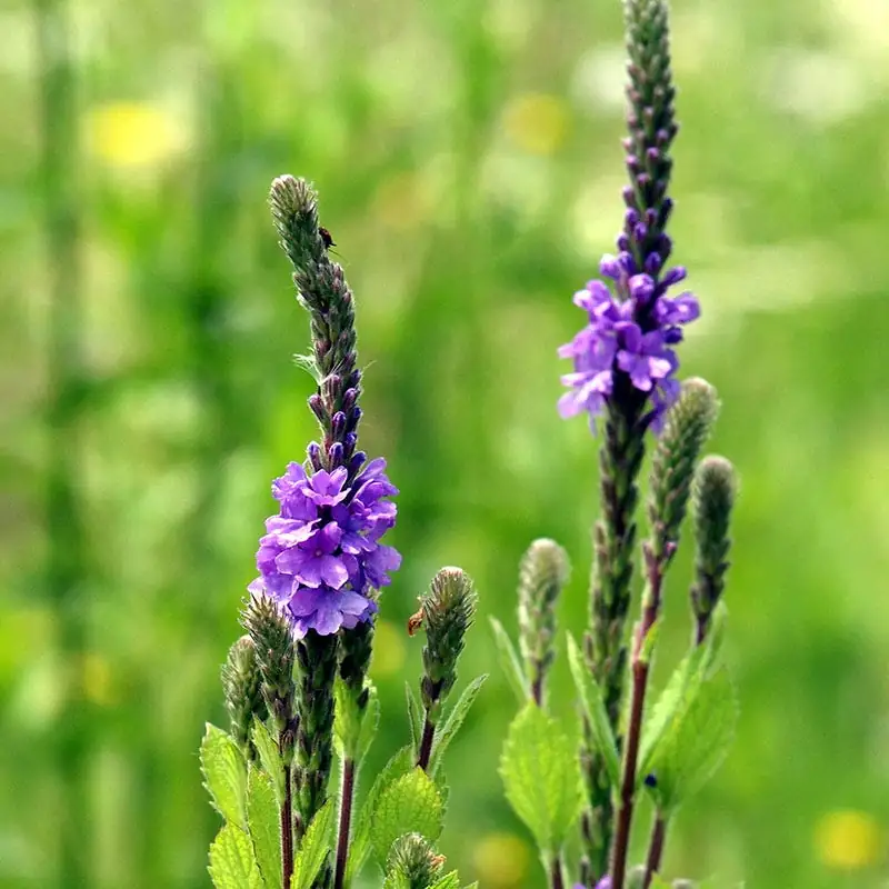 vervain flower spikes close-up