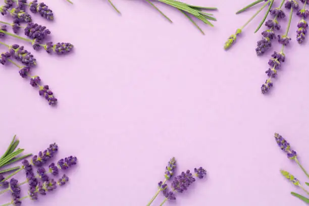 vervain behind lavender border