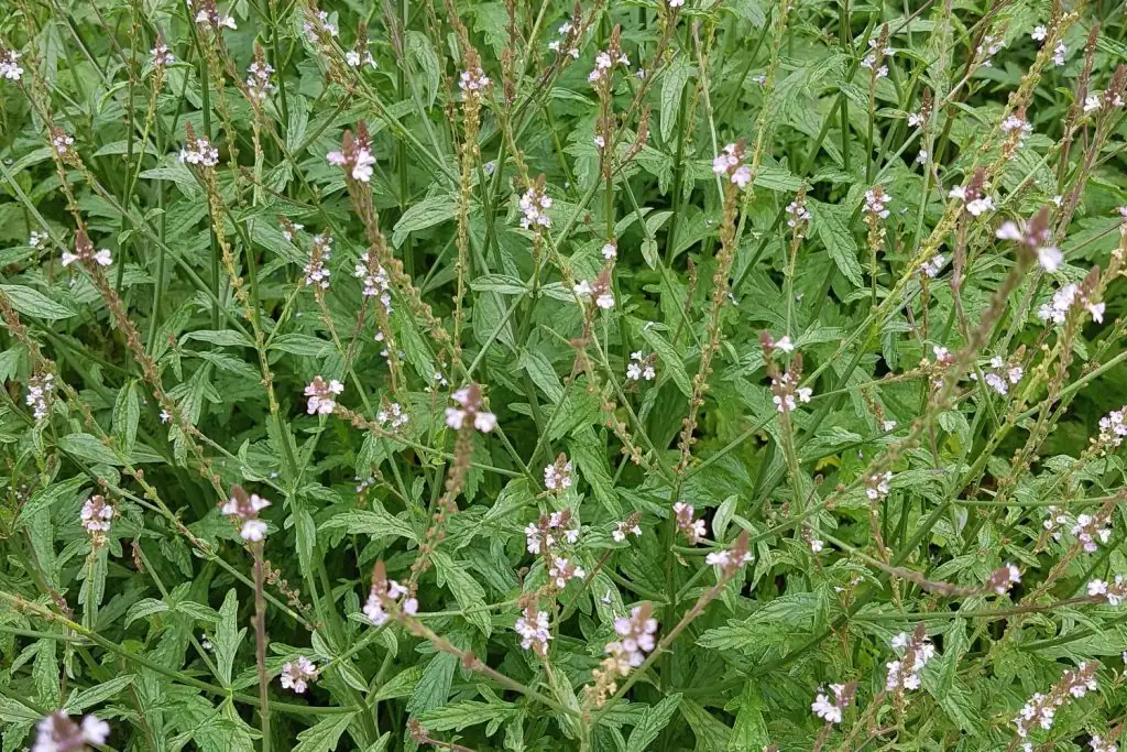 common vervain flower spikes close up