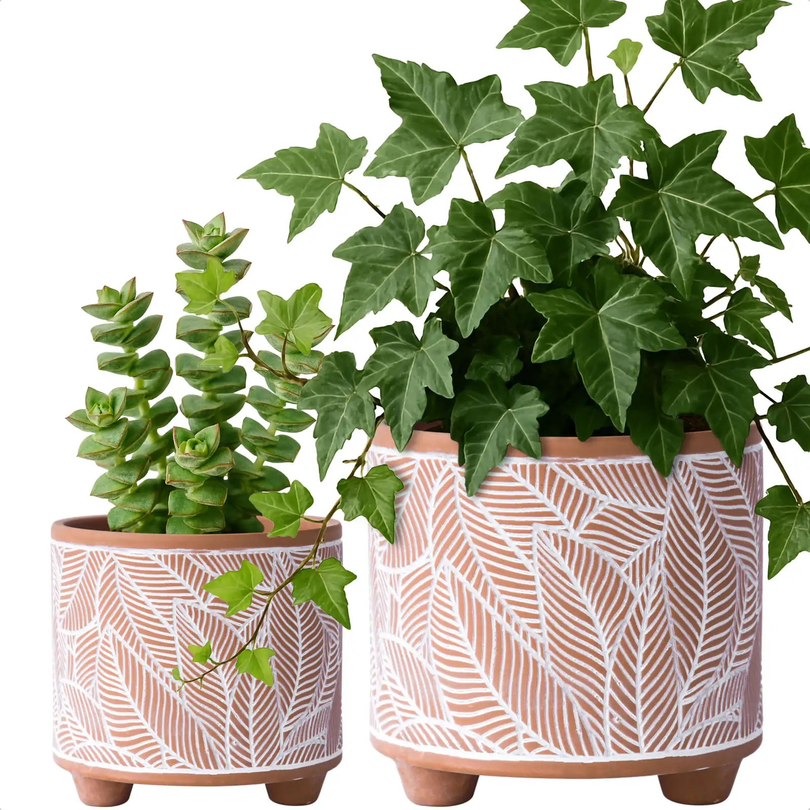 common vervain terracotta pot drainage