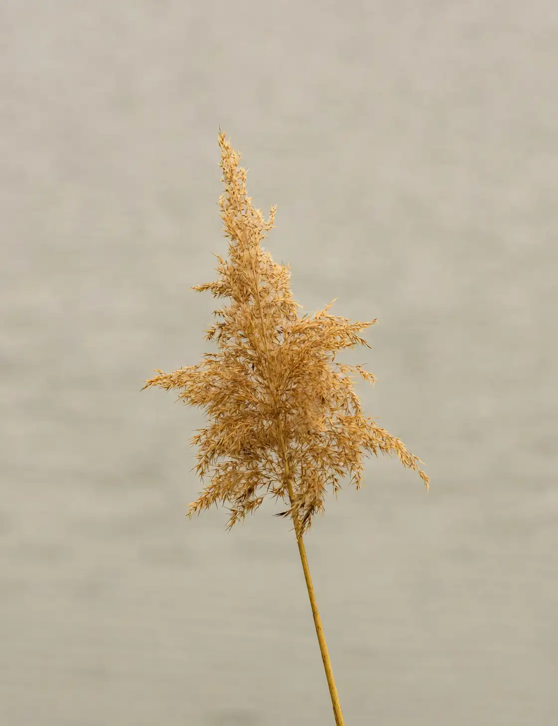 common vervain deadheading with pruners