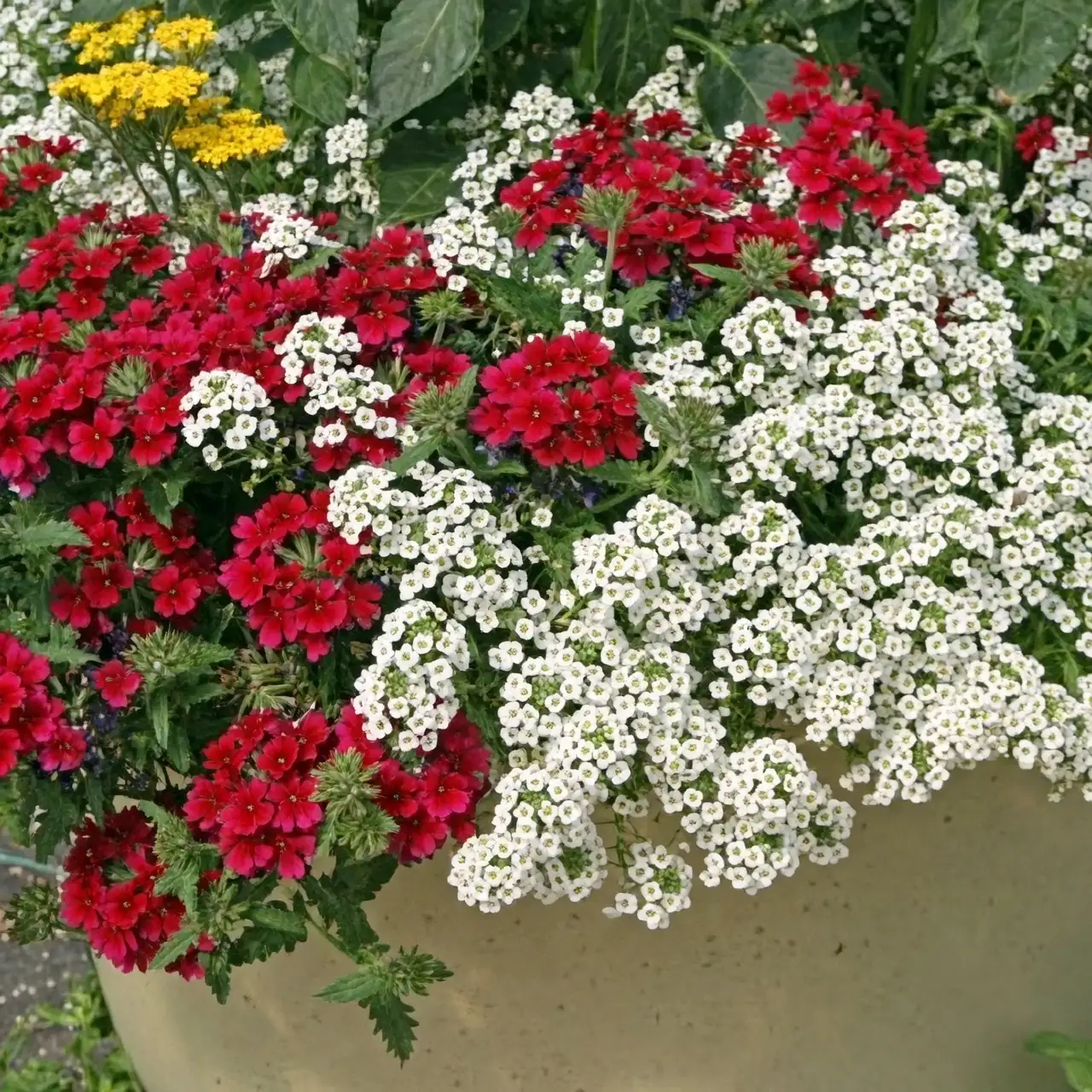 common vervain container with alyssum gaura