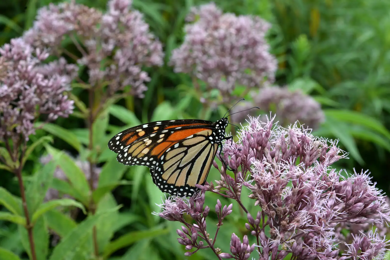 Zone‑Savvy Vervain: A Month‑by‑Month Playbook from Last Frost to First Snow