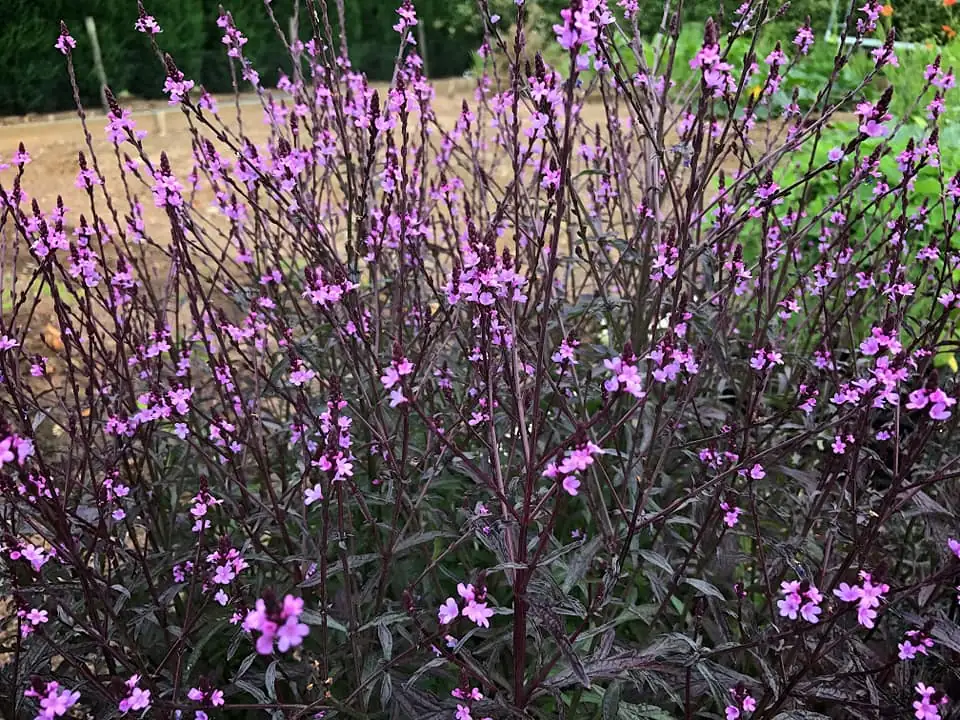 common vervain full sun border