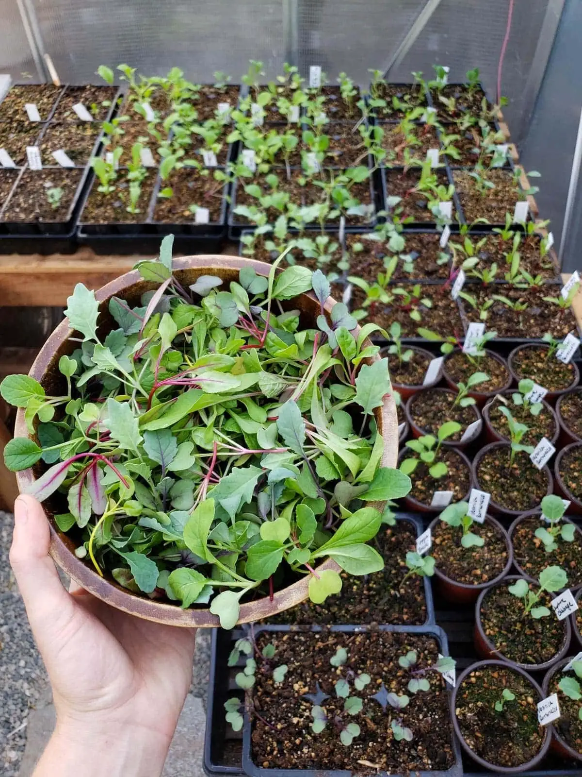 vervain seeds indoor seedling trays