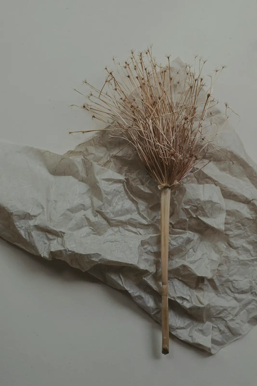 vervain seed heads paper bag