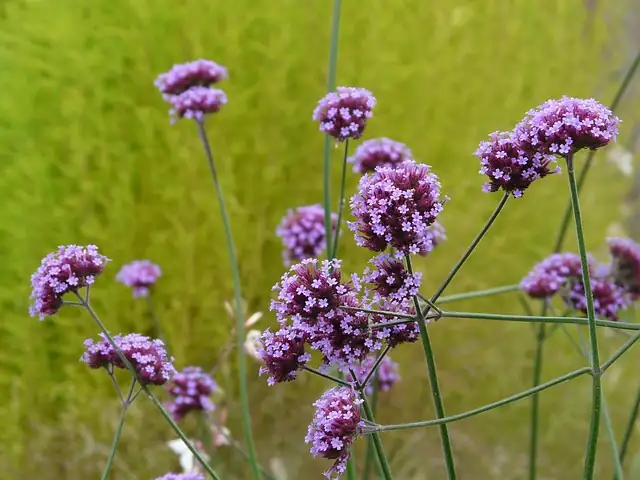 Self‑Seeding Without the Chaos: Collecting, Sowing, and Steering Vervain Where You Want It