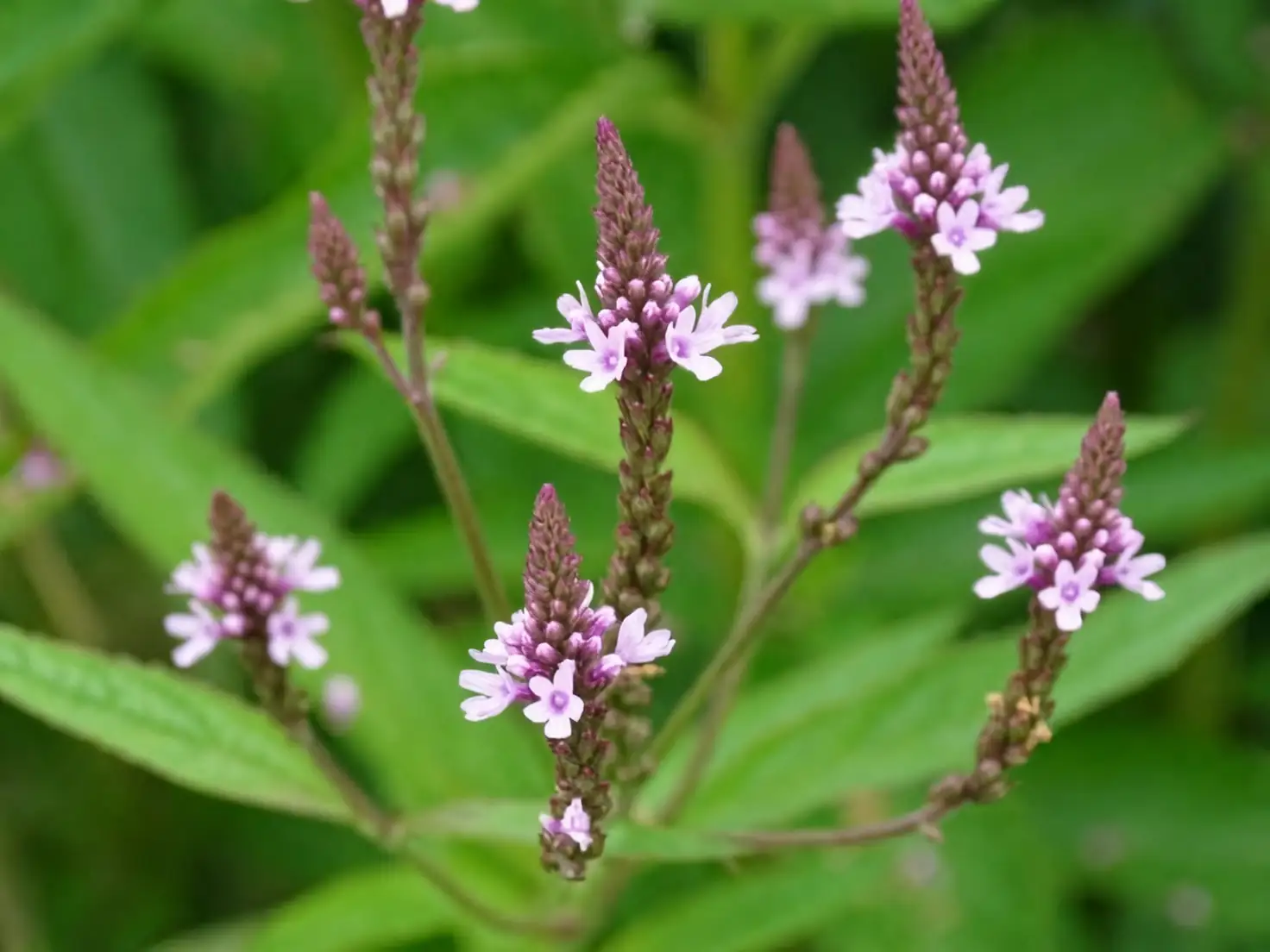 verbena officinalis seed spikes close-up