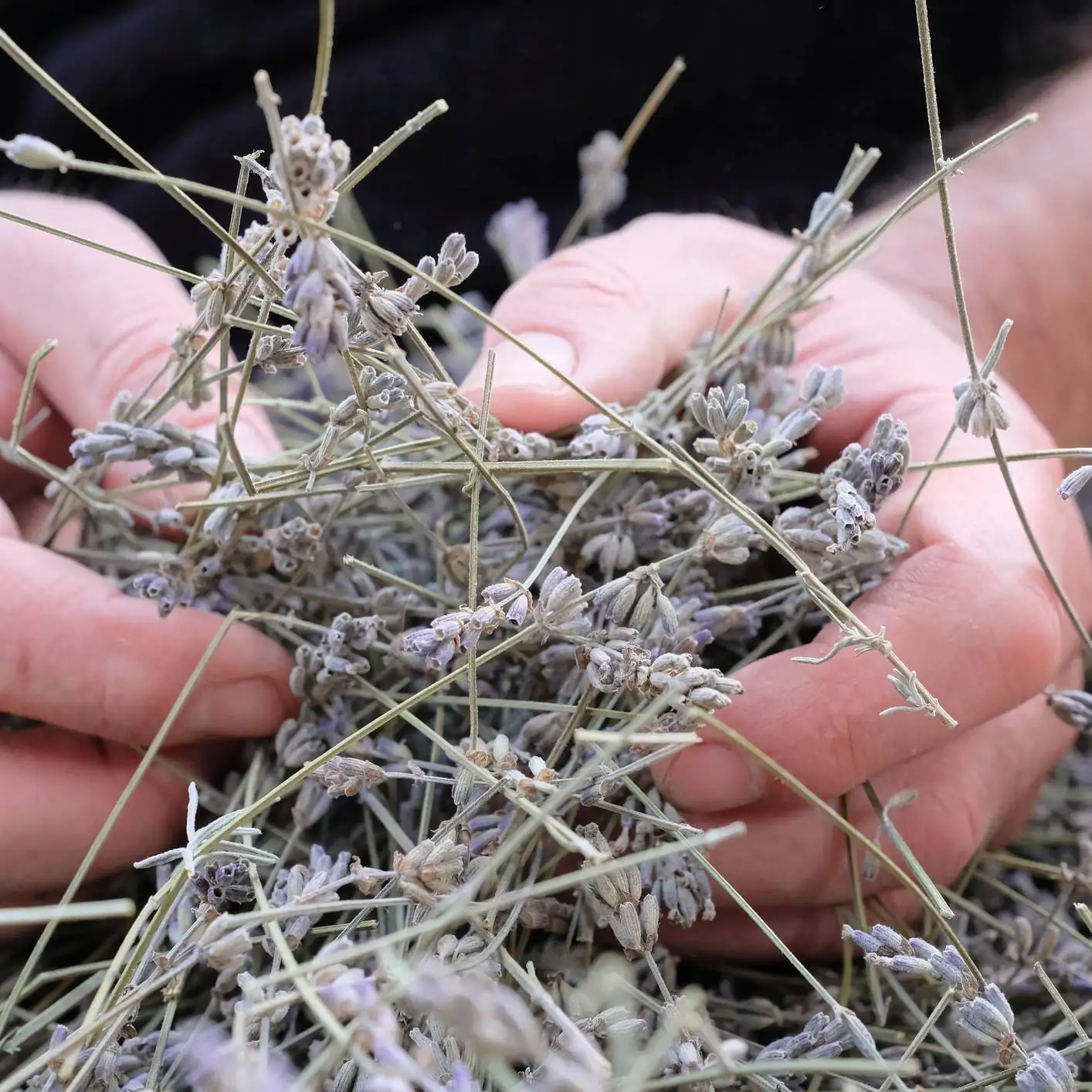 verbena officinalis seed cleaning hands