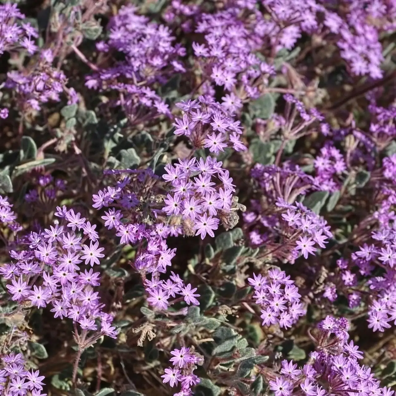 verbena officinalis broadcasting seed sand