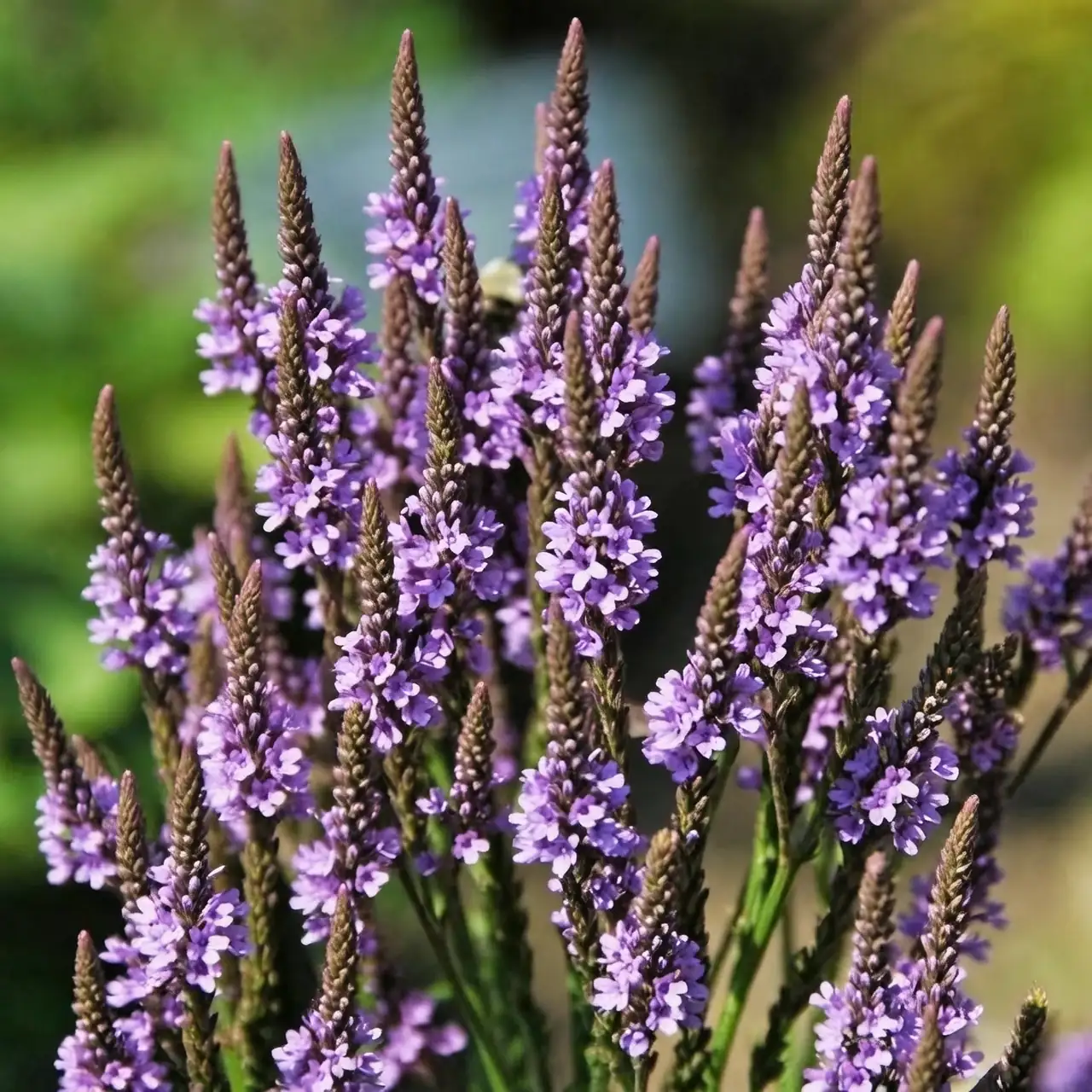 verbena officinalis deadheading garden shears