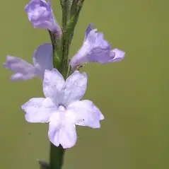 “神草”也要有度：马鞭草的传统药用、花草茶玩法与安全边界