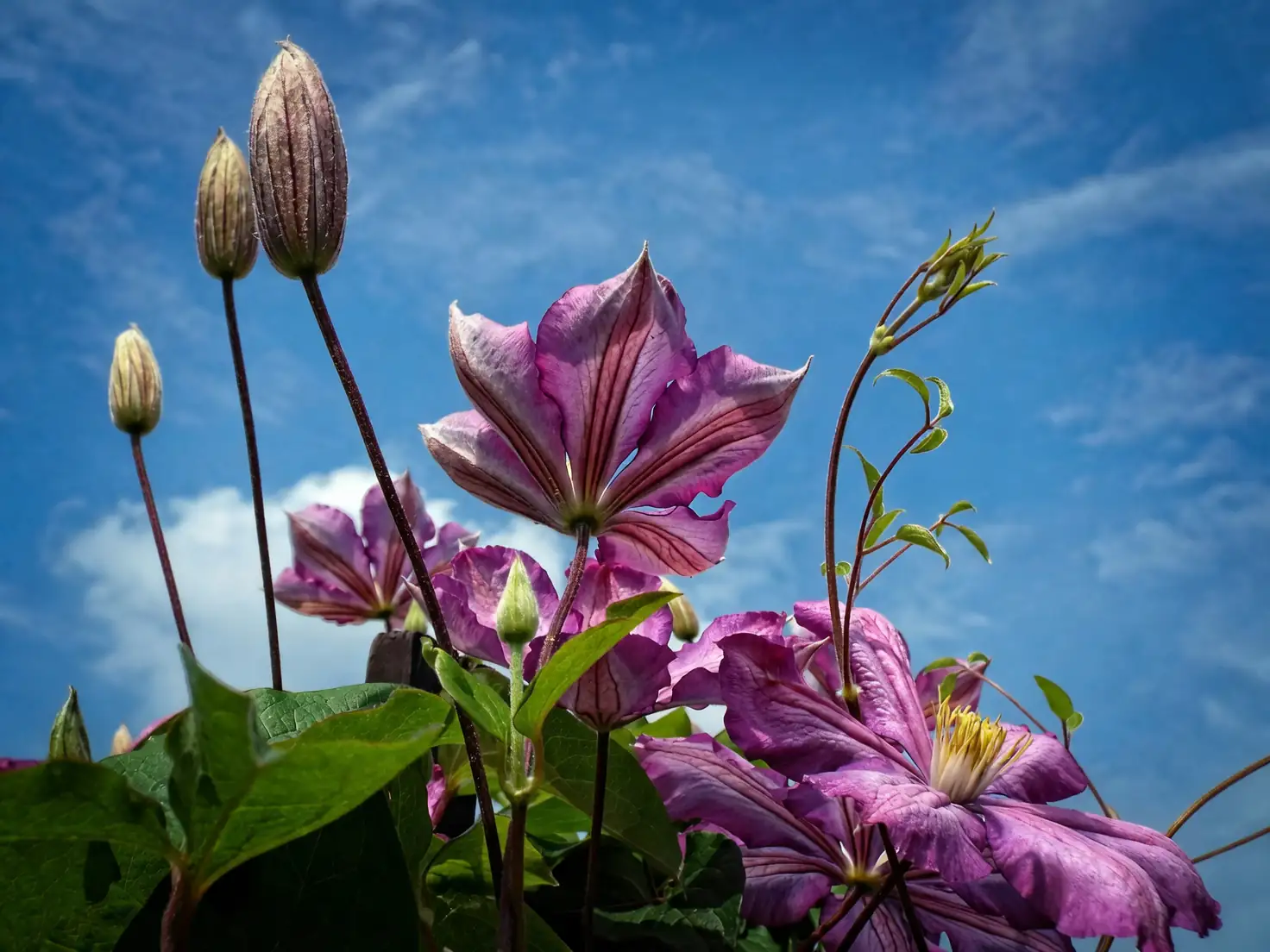 clematis watering at soil line