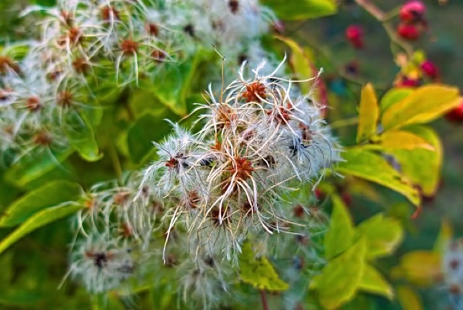 clematis hard pruning winter