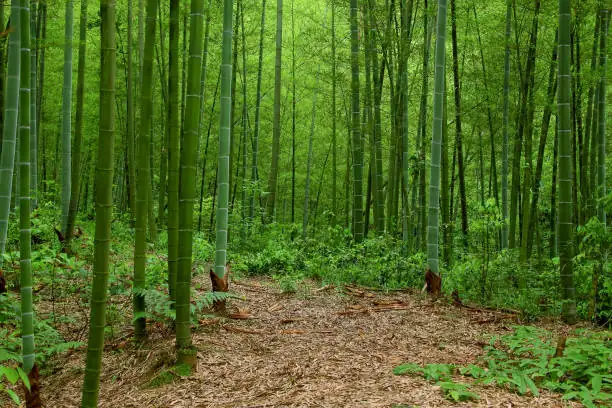 clematis in Chinese mountain forest