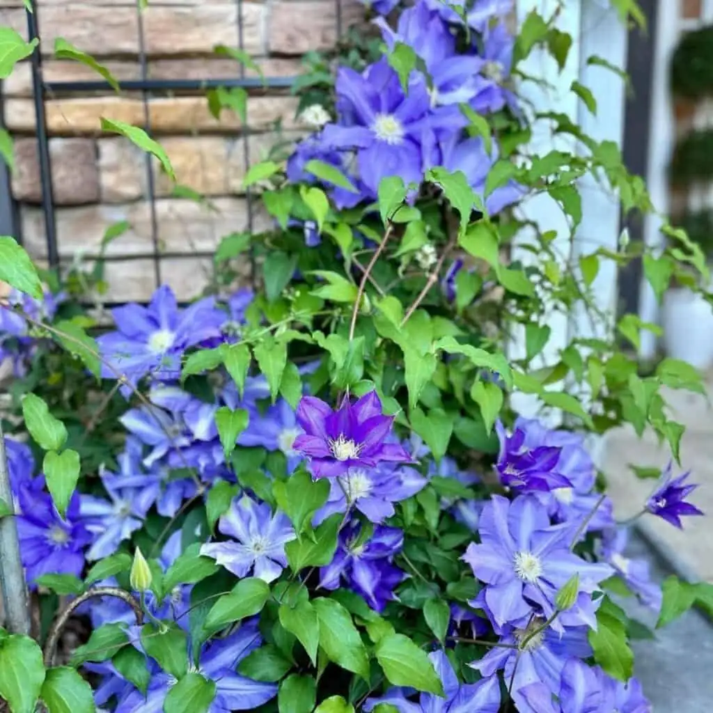 clematis jackmanii purple flowers trellis