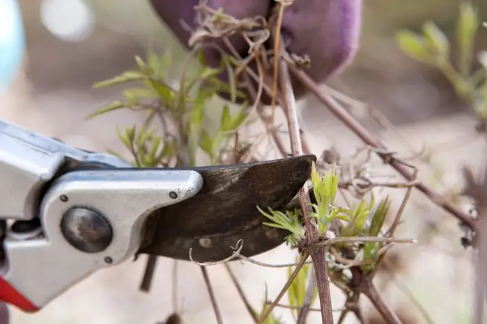 clematis pruning winter secateurs cut