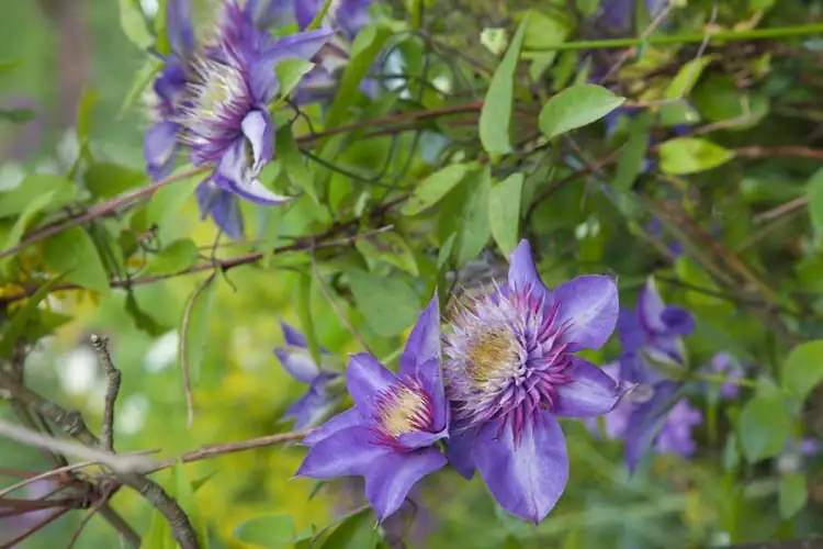 clematis double flower close-up