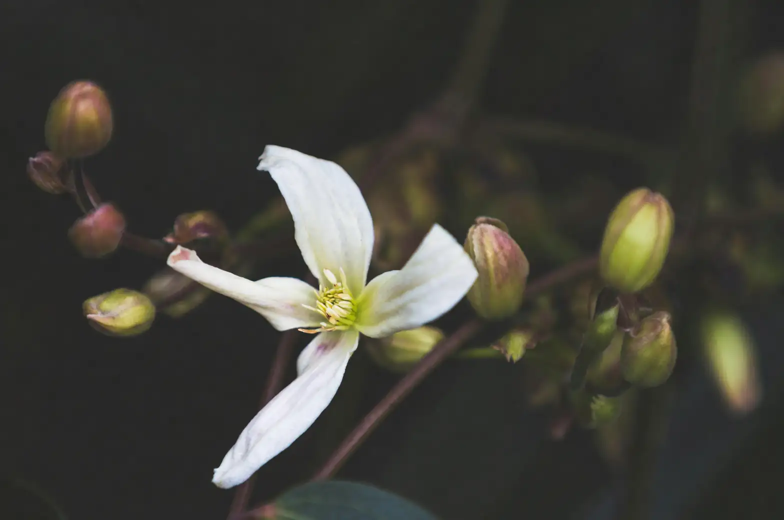 clematis sepals macro close-up