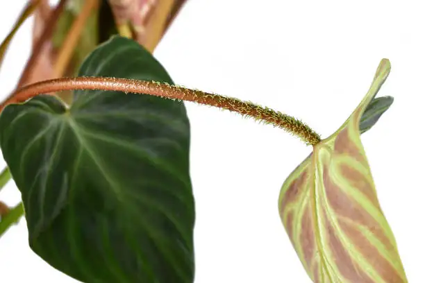 clematis leaf petiole twining wire
