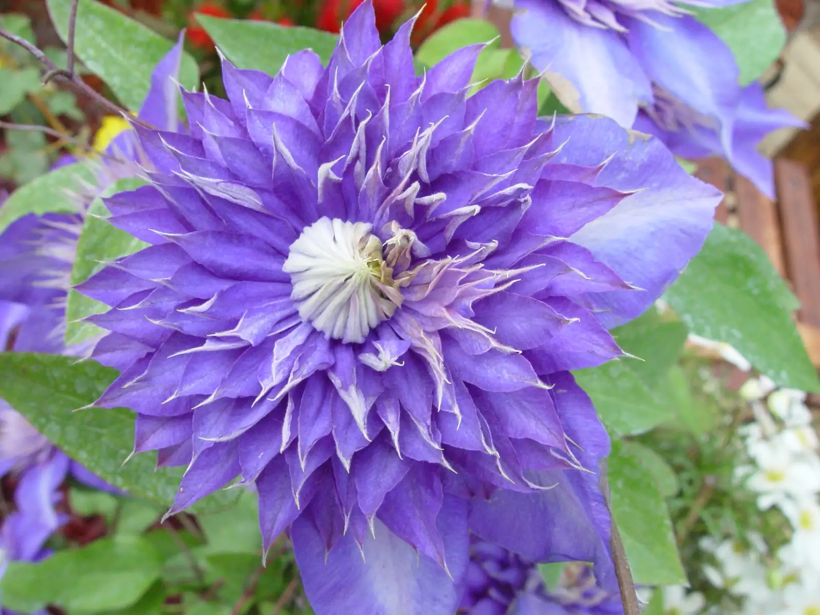 Clematis florida central boss close-up