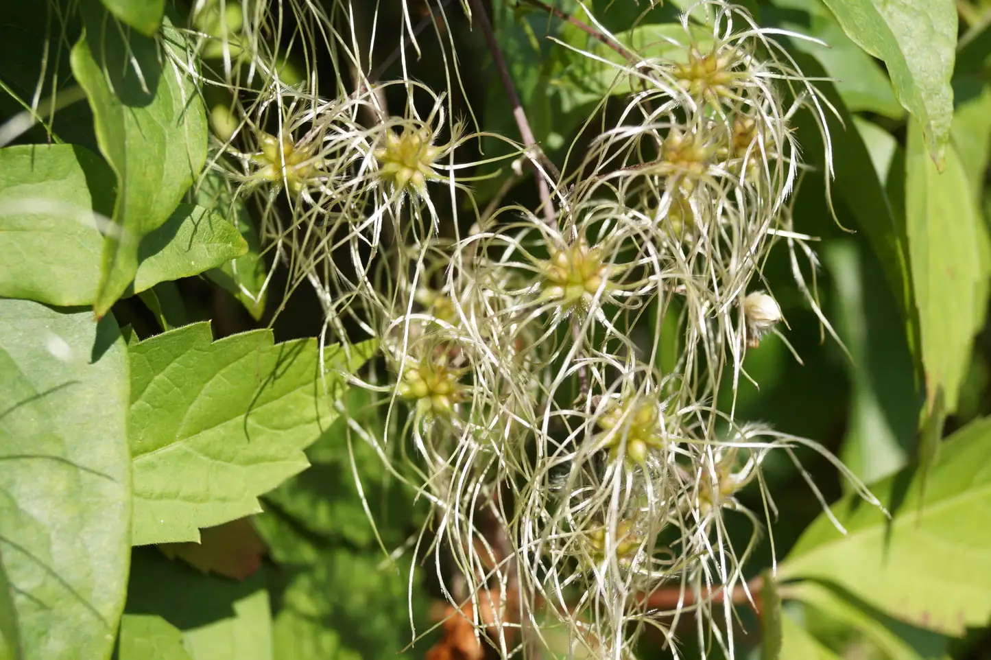 clematis seedheads old mans beard
