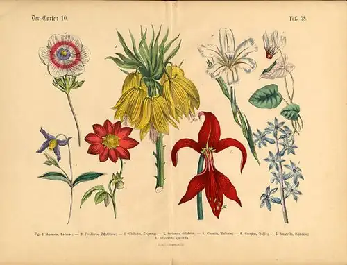 victorian clematis botanical illustration