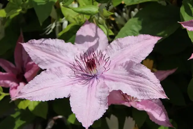 clematis white purple pink close-up