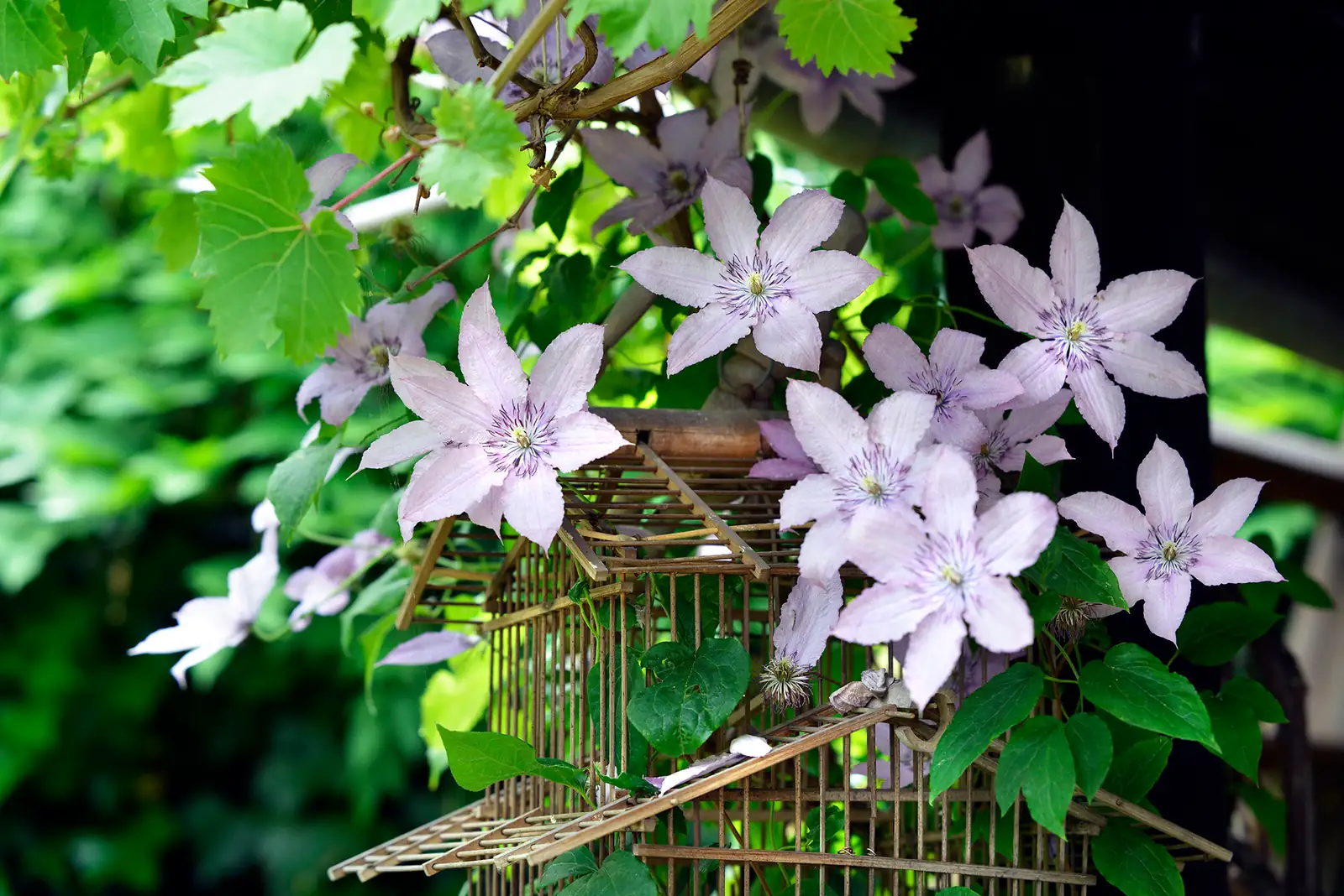 clematis montana after flowering prune
