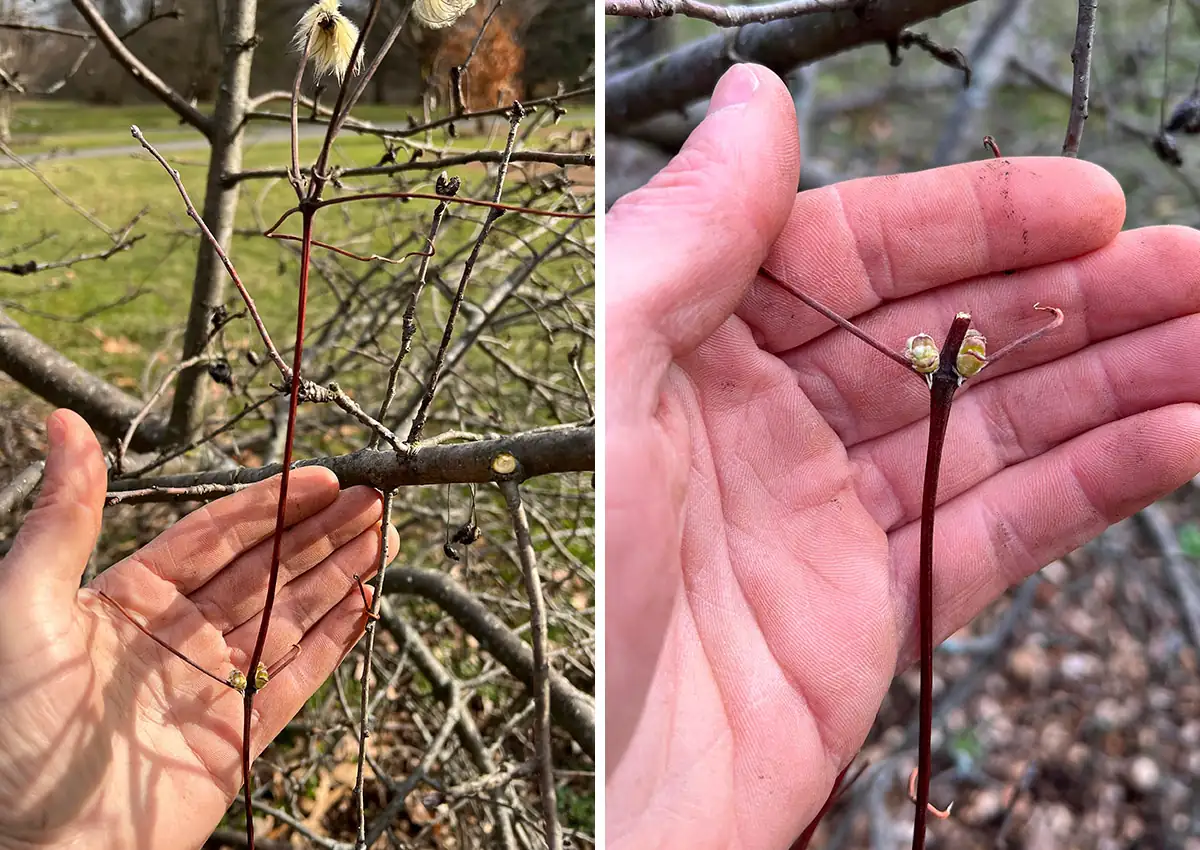 clematis large-flowered winter pruning