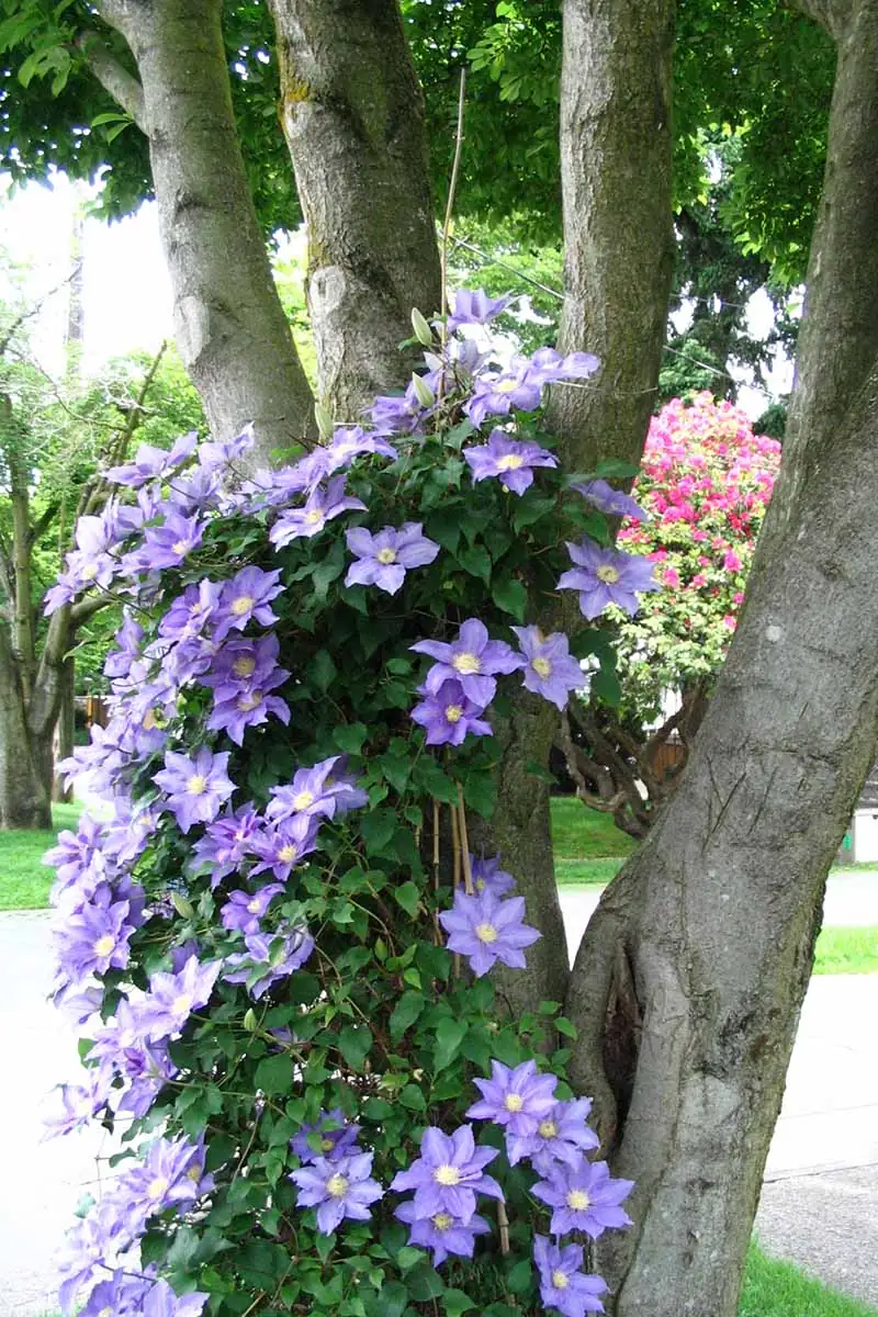 Multiply Your Vines: A No‑Fail Clematis Propagation Workshop (Cuttings + Layering)