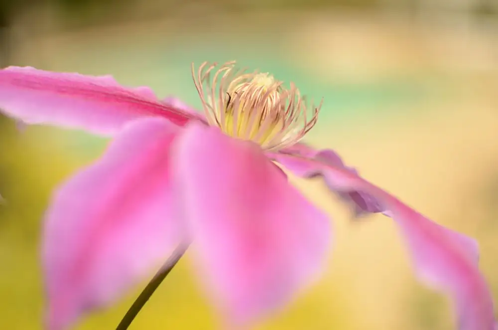 clematis nodal cutting hands