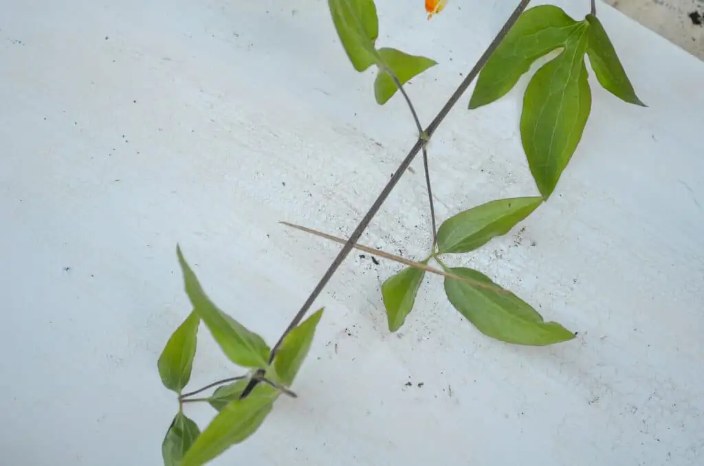 clematis simple layering pinned stem