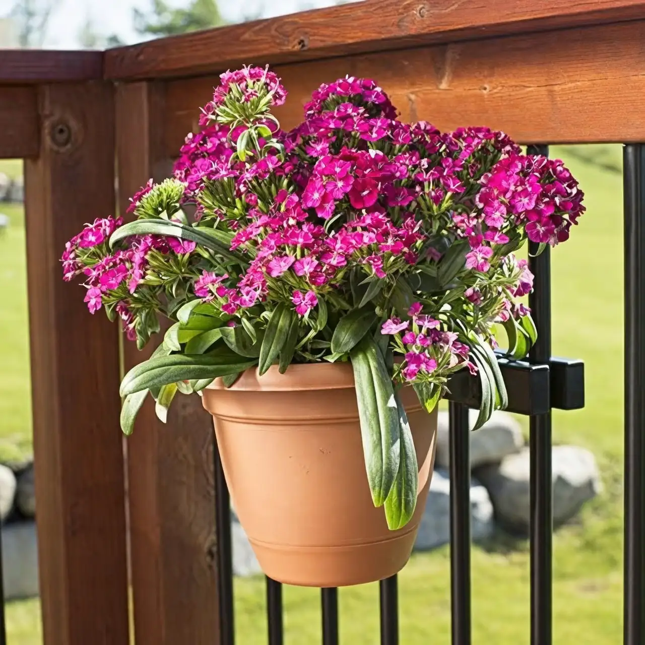 Balcony Waterfall: Pot‑Grown Clematis That Thrive in Small Spaces (Without Cooking the Roots)