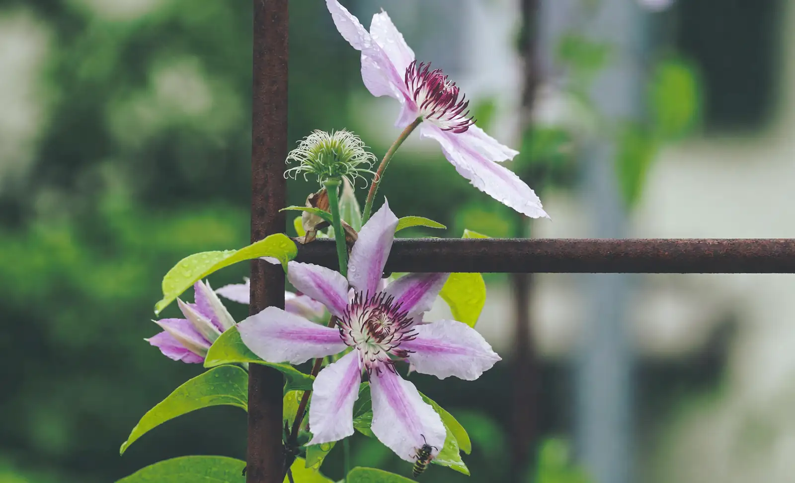 clematis container obelisk trellis