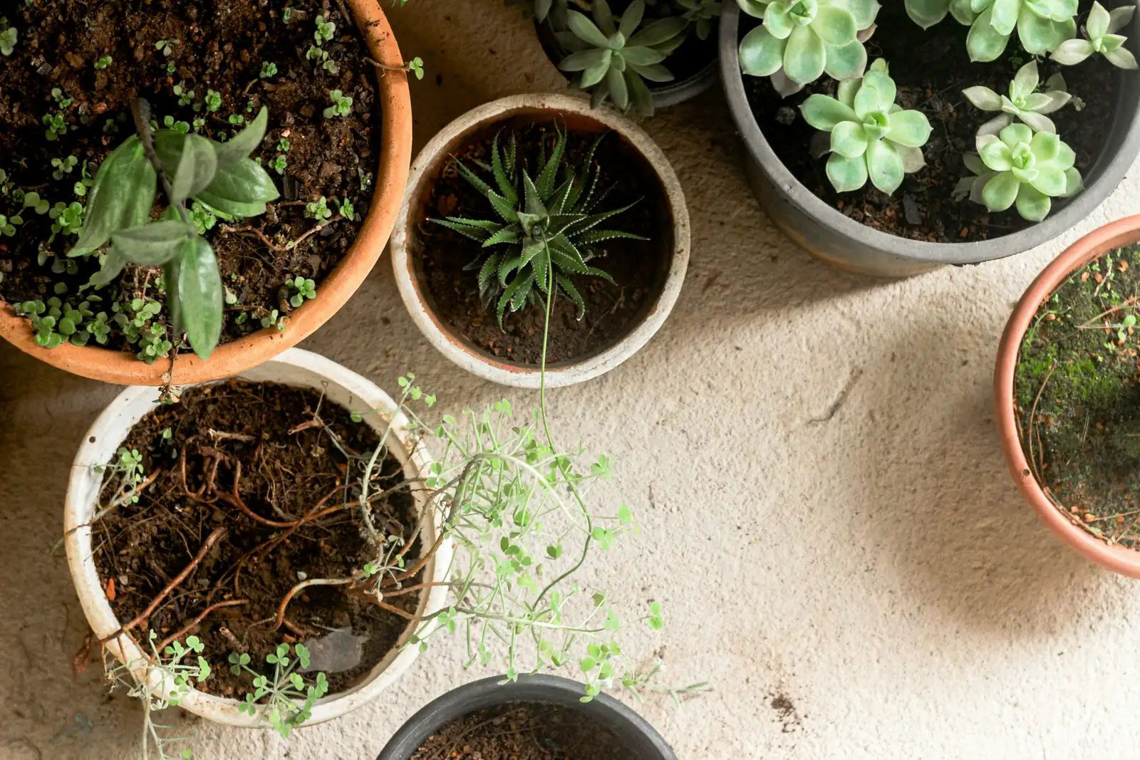 clematis potting mix perlite coir