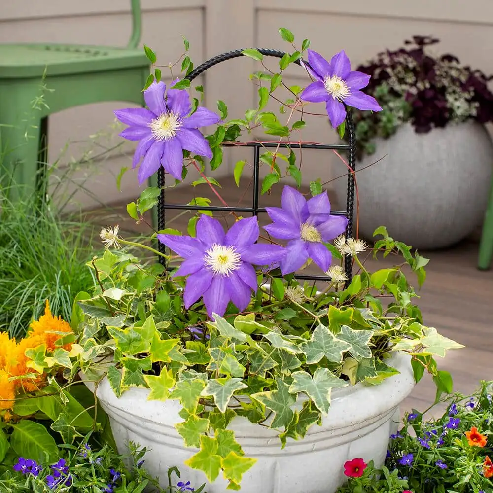 clematis container gravel mulch shade