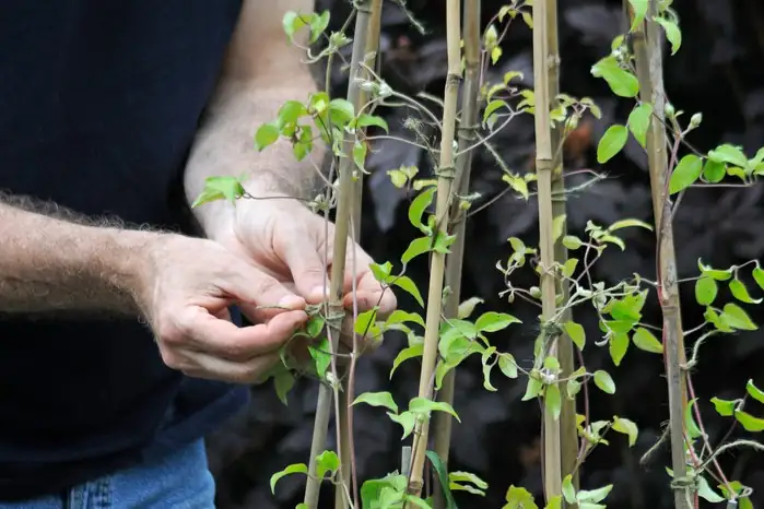 clematis group 3 pruning stems
