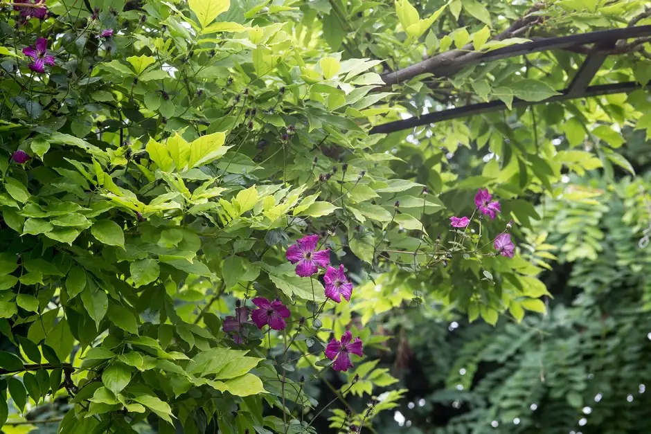 Trellis Tetris: Build Supports Clematis Actually Loves (and Won’t Snap On)