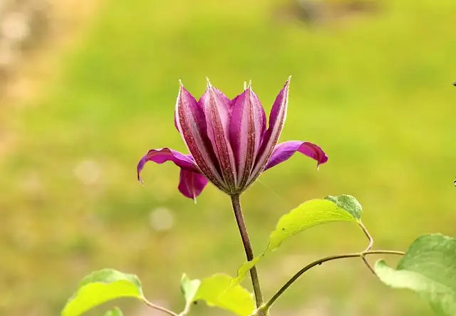 clematis petiole wrapping thin wire