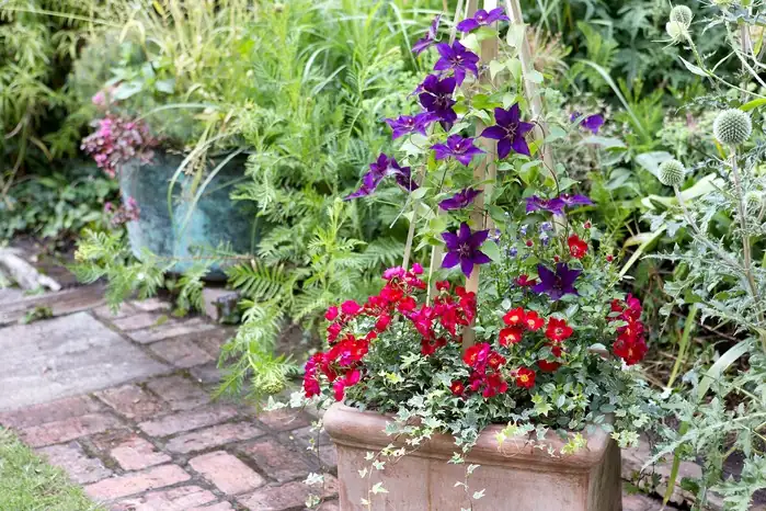 clematis obelisk in patio container