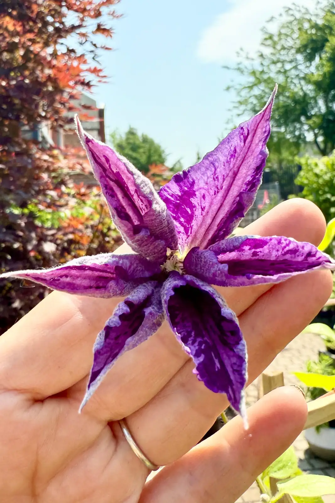 clematis figure eight tie close-up