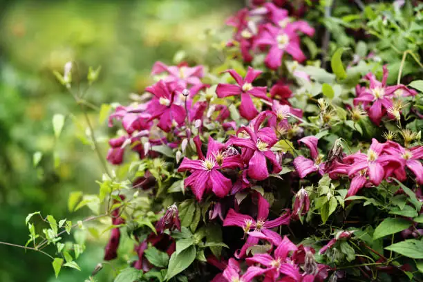 Four‑Season Spectacle: Plan a Clematis Collection That Blooms from Early Spring to Frost