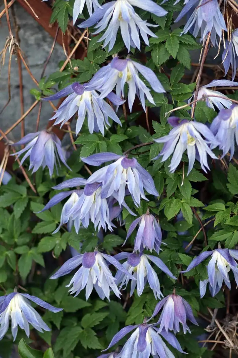 clematis alpina spring bell flowers