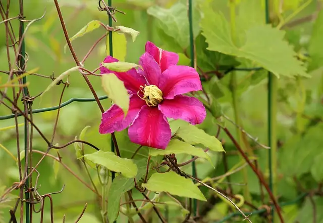 clematis viticella summer mass bloom