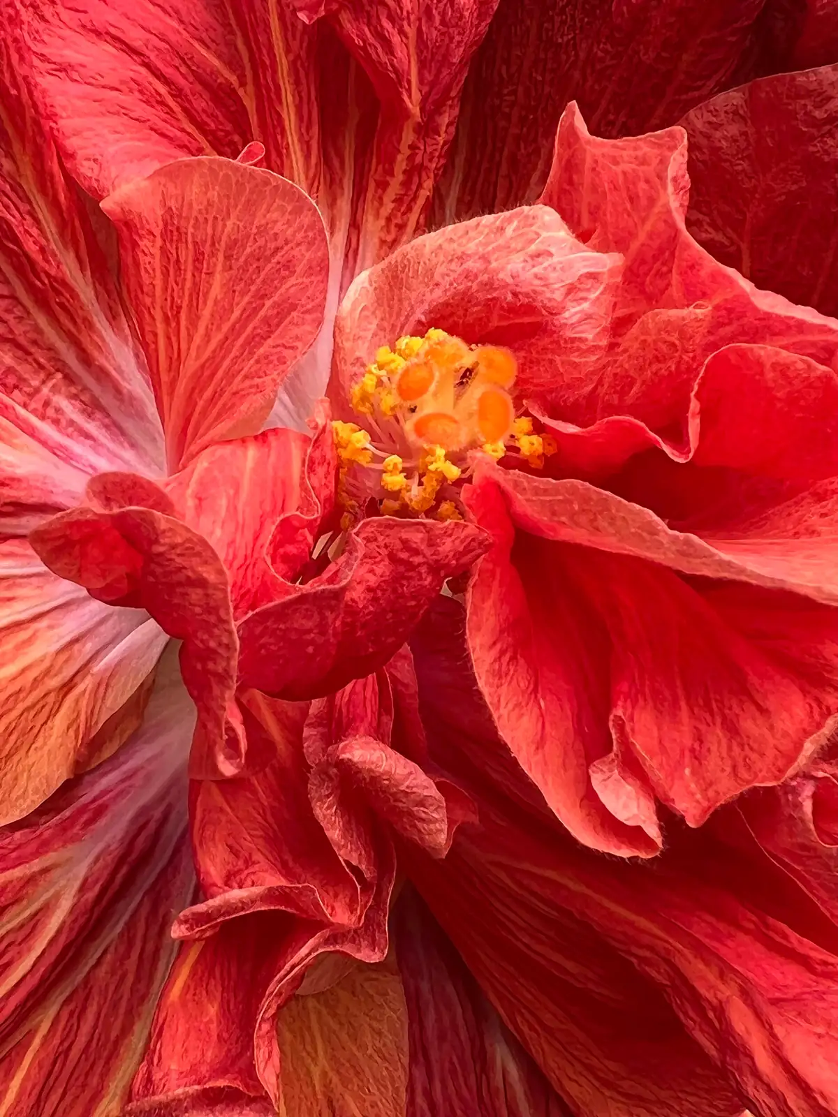 clematis florida intricate center close-up
