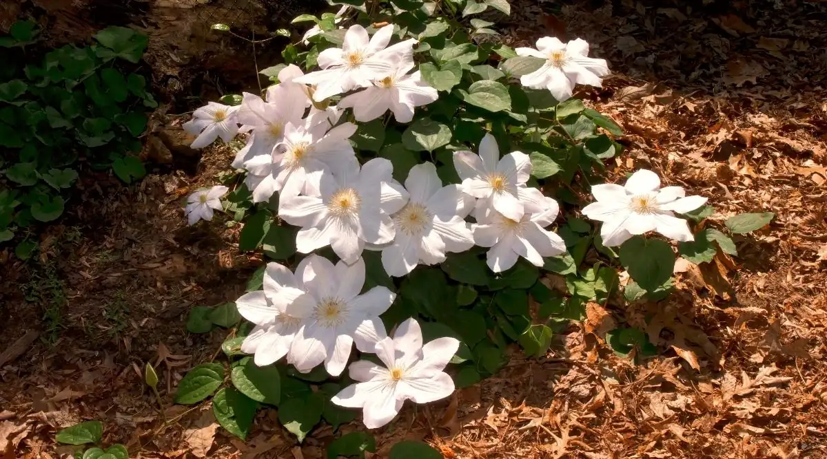 clematis mulch around base
